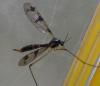 Ptychoptera sp.